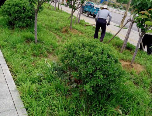 江都绿化管理中心