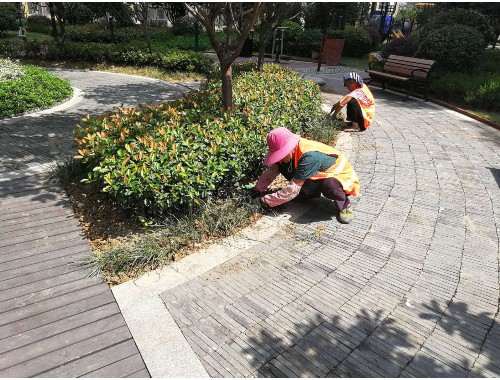 南通附近绿化苗木市场在哪里有